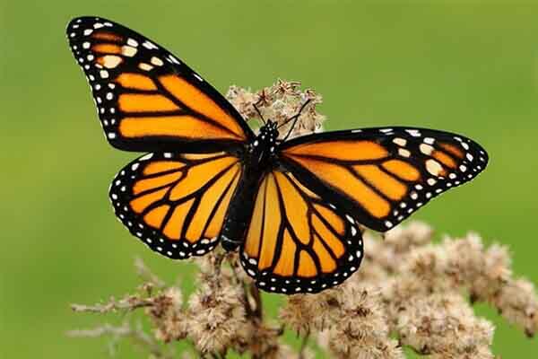 la-naturaleza-como-valor