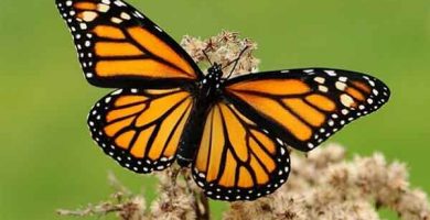 la-naturaleza-como-valor