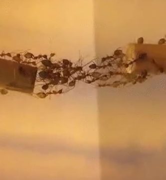 Qué es la cooperación